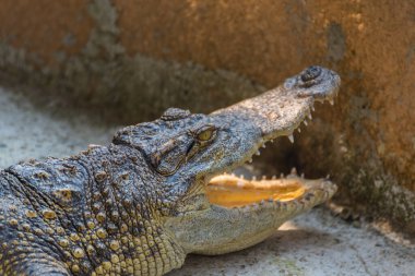 Yerde gündüz vakti küçük timsahın görüntüsünü kapat.