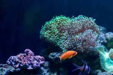 image of variety coral in aquarium tank.
