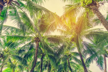 Hindistan cevizi ağacının klasik tonu ve arka planda açık mavi gökyüzü .