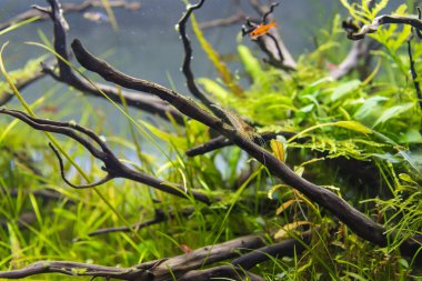 image of amano (Yamato) shrimp and ember tetra fish in aquarium tank with a variety of aquatic plants inside by nature style concept.
