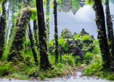 close up image of aquarium tank with a variety of aquatic plants and small fish inside.