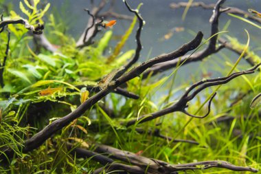 image of amano (Yamato) shrimp and ember tetra fish in aquarium tank with a variety of aquatic plants inside by nature style concept.
