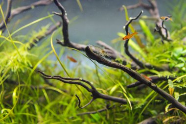 image of amano (Yamato) shrimp and ember tetra fish in aquarium tank with a variety of aquatic plants inside by nature style concept.