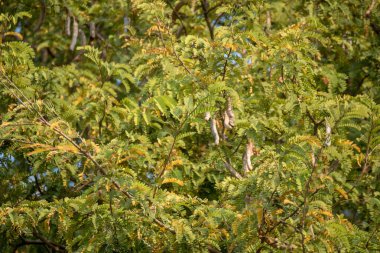 image of tamarind tree with new fruits on day time.