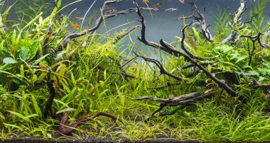 İçinde çeşitli su bitkilerinin bulunduğu akvaryum tankının görüntüsü..