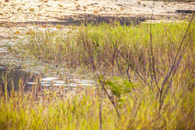 vintage tone image of lake and grass on morning time.