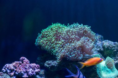 image of variety coral in aquarium tank.