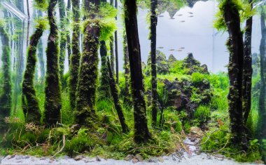 close up image of aquarium tank with a variety of aquatic plants and small fish inside.