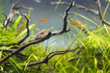 image of amano (Yamato) shrimp and ember tetra fish in aquarium tank with a variety of aquatic plants inside by nature style concept.