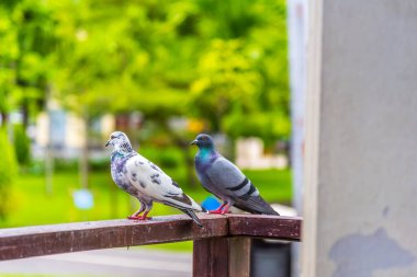 image of The pigeon created a dirty dirt on the fence of the house.