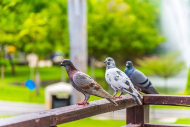 image of The pigeon created a dirty dirt on the fence of the house.