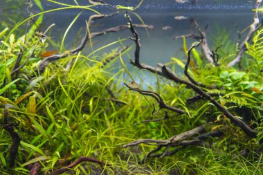 İçinde çeşitli su bitkilerinin bulunduğu akvaryum tankının görüntüsü..