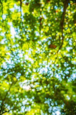 blur image of abstract bokeh of light over tree in green color background.(vertical)