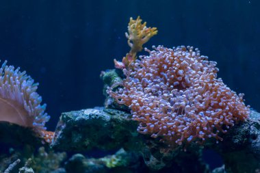 image of variety coral in aquarium tank.