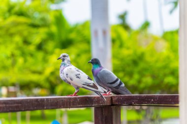 image of The pigeon created a dirty dirt on the fence of the house.