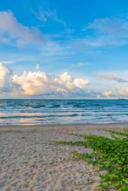 Kum plajı ve kumların üzerinde büyüyen yeşil keçi ayağı sarmaşığı (Beach Morning Glory) ile mavi gökyüzü. (dikey)