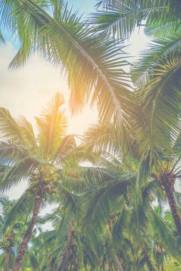 Hindistan cevizi ağacının klasik tonu ve arka planda açık mavi gökyüzü. (dikey)