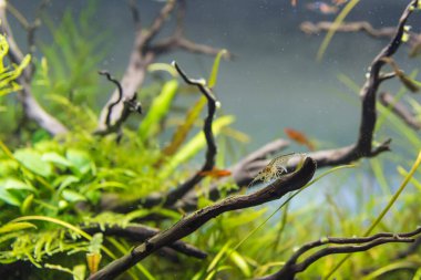 image of amano (Yamato) shrimp and ember tetra fish in aquarium tank with a variety of aquatic plants inside by nature style concept.