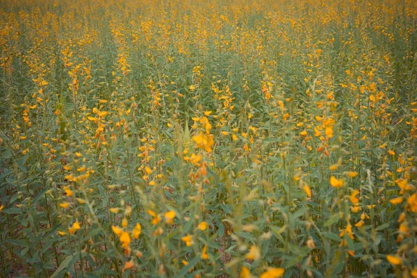 Vintage Tone Image Sunhemp Sunn Hemp Flower Field Day Time — Stok fotoğraf