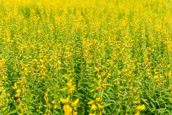 Görüntü Sunhemp Veya Sunn Kenevir Çiçek Alanın Arka Planı Için — Stok fotoğraf