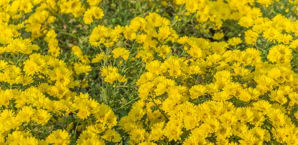 Yellow Chrysanthemum Flower Bed Background — Stok fotoğraf