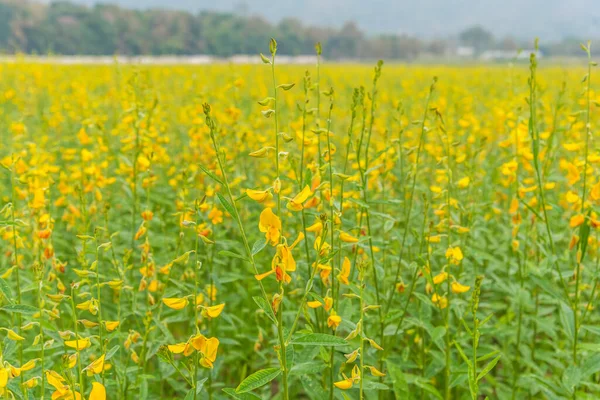 Görüntü Sunhemp Veya Sunn Kenevir Çiçek Alanın Arka Planı Için — Stok fotoğraf