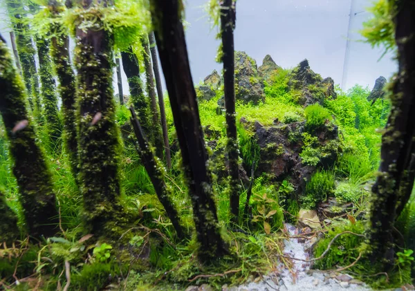 stock image close up image of aquarium tank with a variety of aquatic plants and small fish inside.