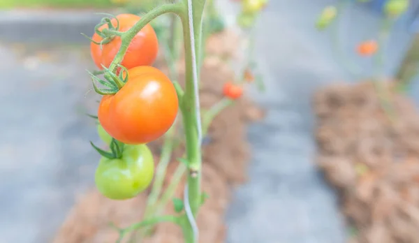 image of red ripe tomato in the garden day time.