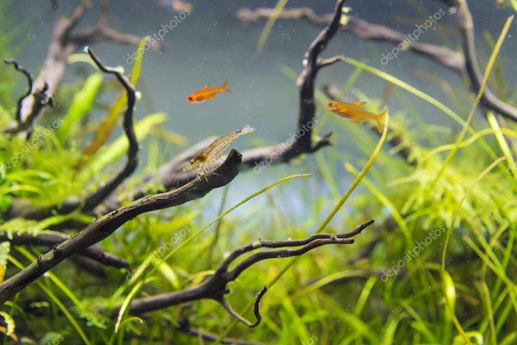 Изображение амано (Ямато) креветок и угля тетра рыбы в аквариуме аквариум с различными водными растениями внутри концепции в стиле природы.
