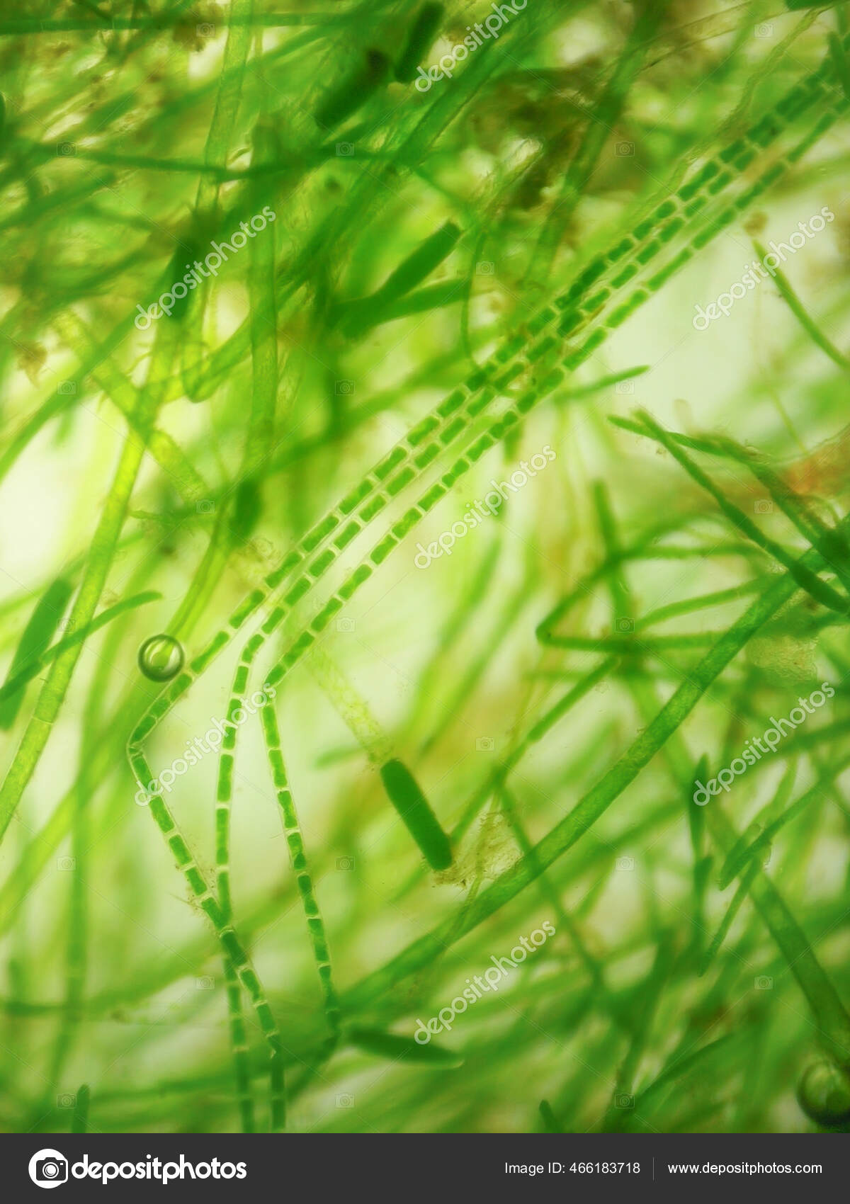 Hair Algae Microscope