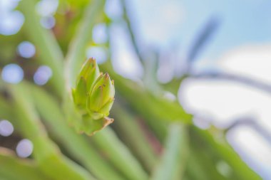 Bahçede çiğ ejderha meyvesi (Pitaya) resmi.