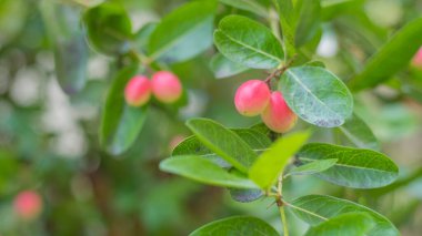 İsa 'nın dikenli meyvesi Ağaçta gün içinde.