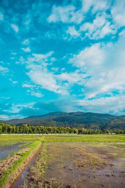 Tayland 'daki Doi Suthep Chiang Mai' de gökyüzü ve dağ ile pirinç tarlasında güneşli bir günün dikey görüntüsü. (Klasik ton))