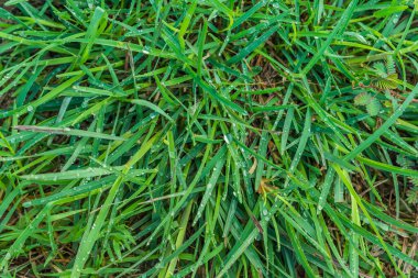 Sabah vakti çiğ damlası olan çim tarlası görüntüsü.