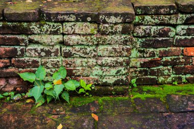 Eski yosunlu duvarın gündüz vakti liken ile kaplı görüntüsü .