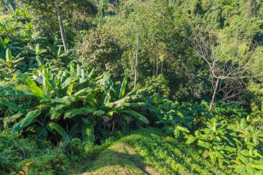Tropikal yeşil orman ve muz ağaçları gündüz vakti.
