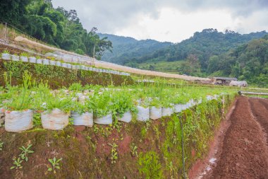 Tepedeki deniz lavantalı çiçek çiftliğinin görüntüsü.