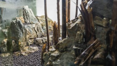 Akvaryum tankındaki kaya ve ağaç dalları sert manzara düzenlemesi .