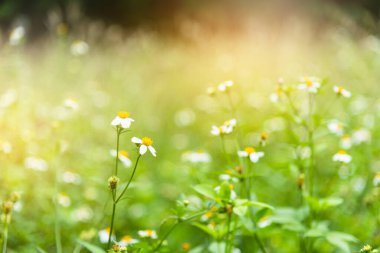 Gündüz vakti vahşi papatyalar. .