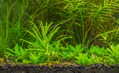 Yaprakların üzerindeki su bitkisi ve oksijen kabarcıkları. (pogostemon helferi)