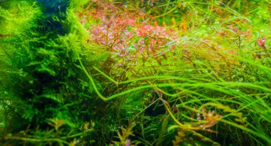 İçinde çeşitli su bitkileri bulunan akvaryum tankının görüntüsünü kapat..