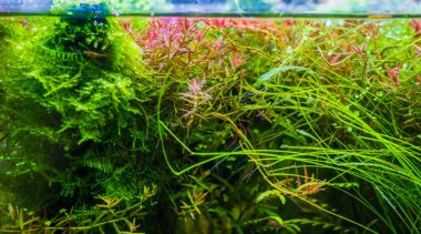İçinde çeşitli su bitkileri bulunan akvaryum tankının görüntüsünü kapat..