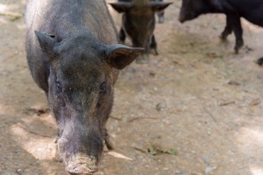 Çiftlik zamanındaki yaban domuzu görüntüsü.