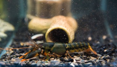 Cherax Sp. Siyah turuncu uçlu ıstakoz akvaryumdaki tatlı su kerevitleri gibidir..