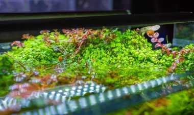 İçinde çeşitli su bitkileri bulunan akvaryum tankının görüntüsünü kapat..