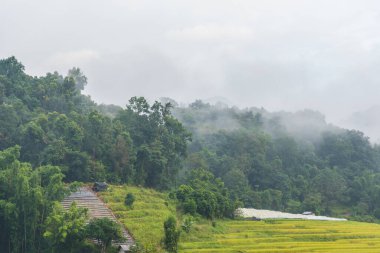 Altın pirinç tarlasında güneşli güzel bir gün. Mae Klang Luang Evi 'nde sis ve dağ. Doi Inthanon Ulusal Parkı Chiang Mai, Tayland.