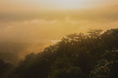 Güneşli ve sisli sıra ağaç görüntüsü Sabah saatlerinde yüksek açılı noktadan.