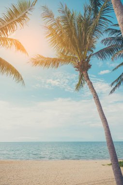 Hindistan cevizi ağacının klasik tonu ve arka planda açık mavi gökyüzü. (dikey)