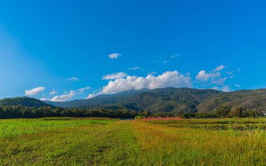 Tarım tarlasında güneşli güzel bir gün görüntüsü mavi gökyüzü ve arka planda dağ Doi Suthep Chiang Mai, Tayland.