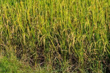 Arkaplan için pirinç tarlasının gündüz görüntüsü .